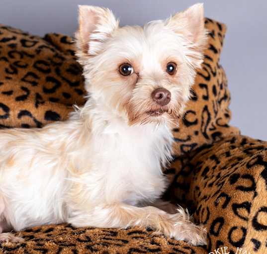 Photo of Shelby