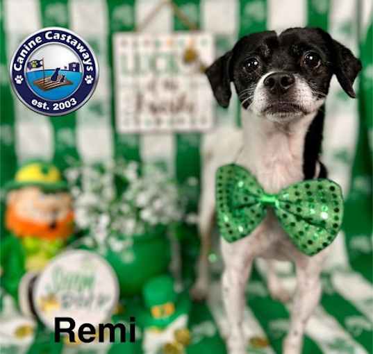 Photo of Remi