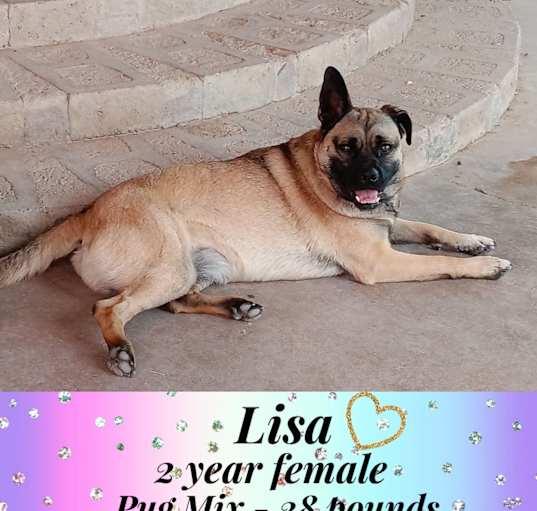 Photo of LISA -2 YEAR PUG MIX