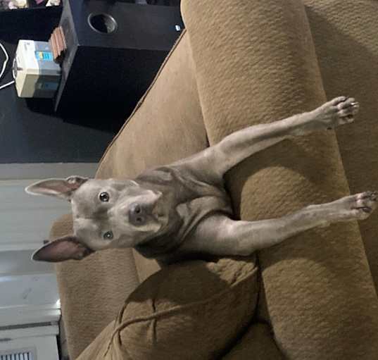 Photo of Cerberus