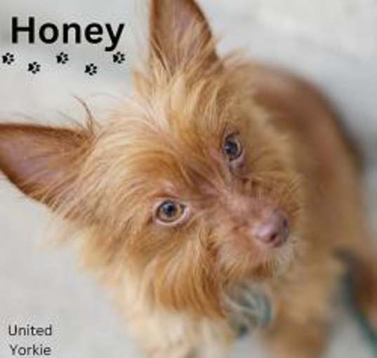 Photo of Honey Bear