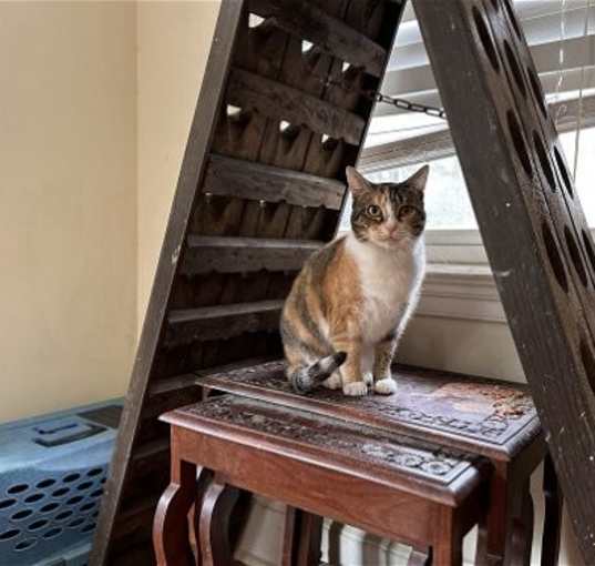 Photo of Mable