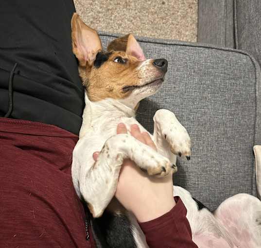 Photo of Ruby
