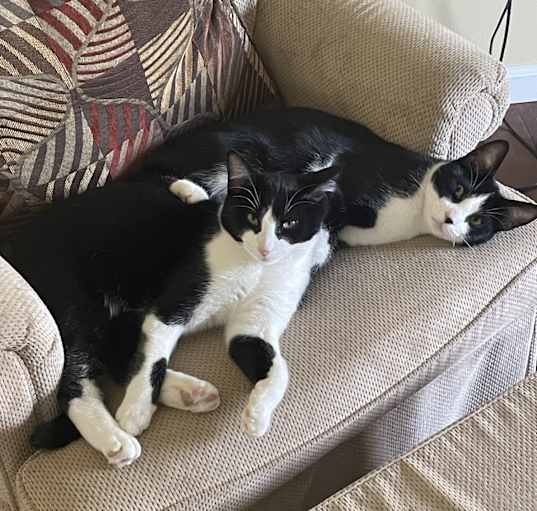 Photo of Smudge and Arlo