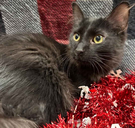Photo of North-FeLv+
