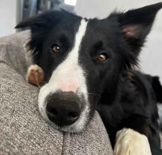Photo of Rex