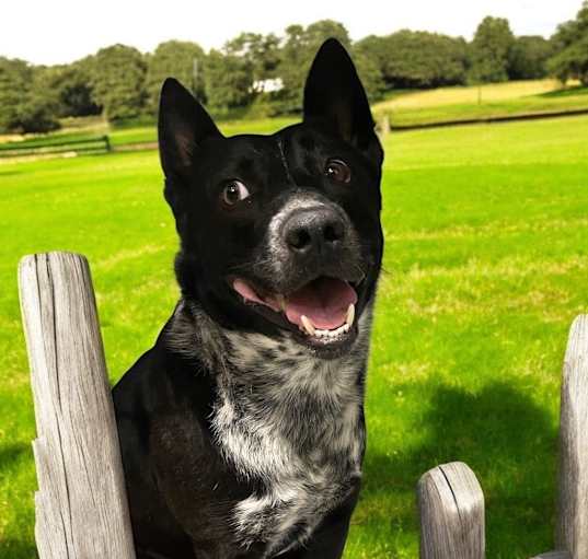 Photo of Apollo