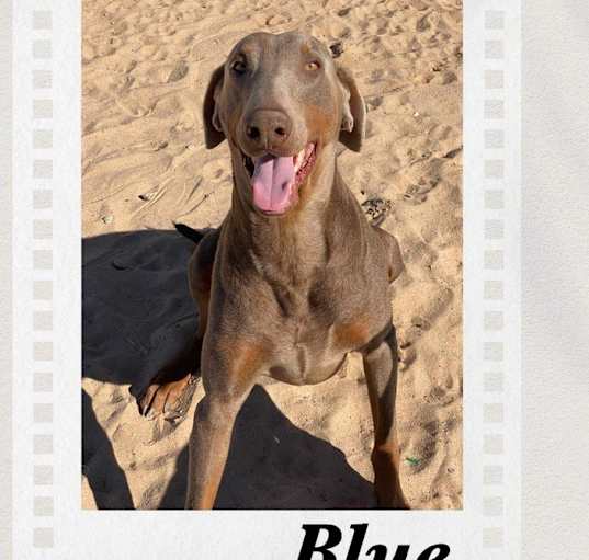 Photo of Blue