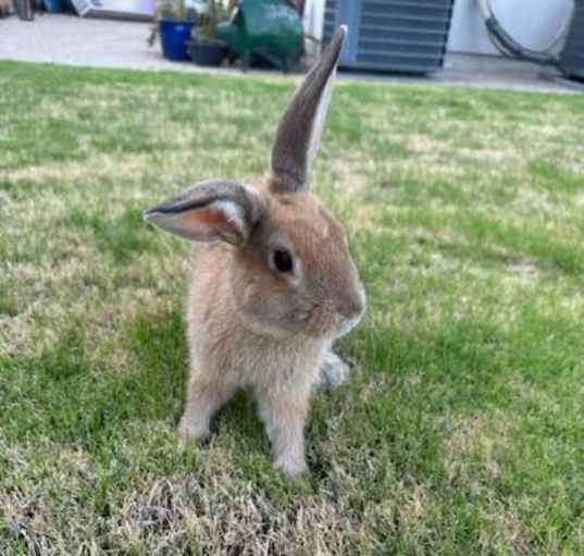 Photo of Bun Bun