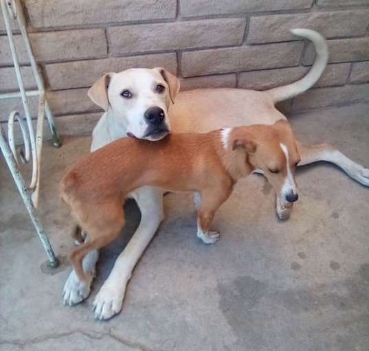 Photo of Jingles-his BFF is Baby Girl