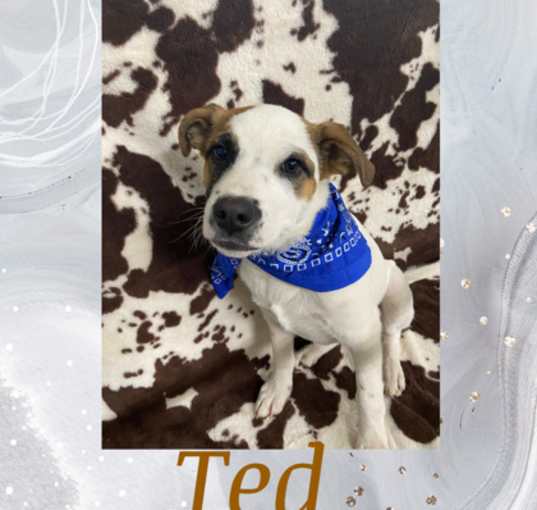 Photo of Ted