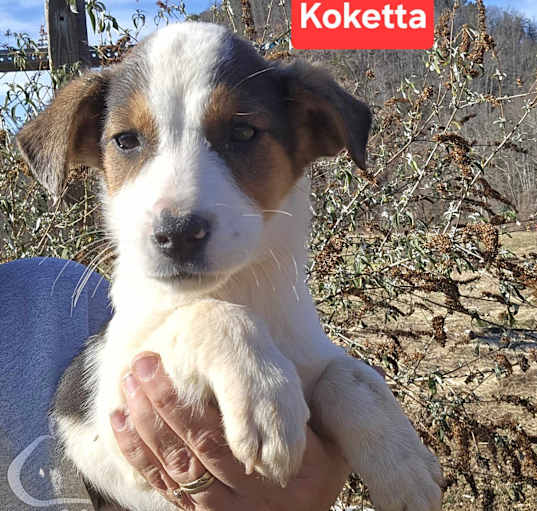 Photo of Koketta