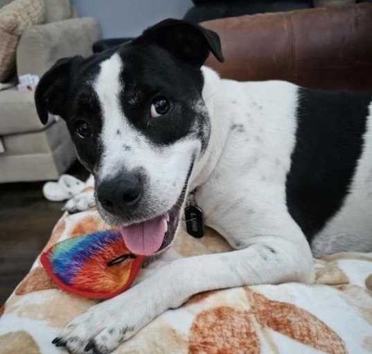 Photo of Luna
