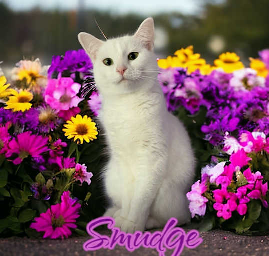 Photo of Smudge