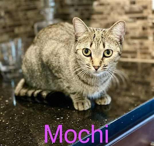 Photo of Mochi (ABD)