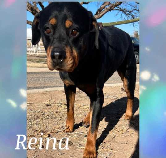 Photo of Reina