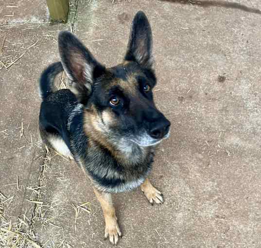 Photo of Layla