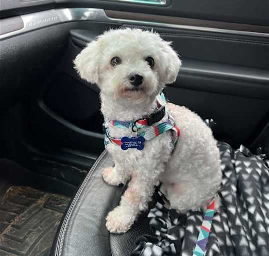 Photo of Muffin - Cute Bichon!