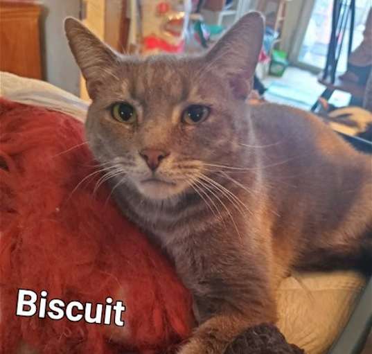 Photo of Biscuit