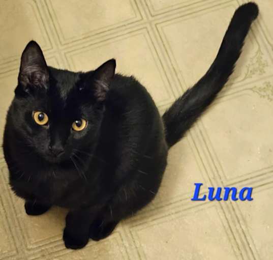 Photo of Luna