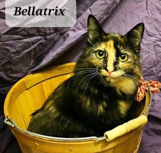 Photo of Bellatrix