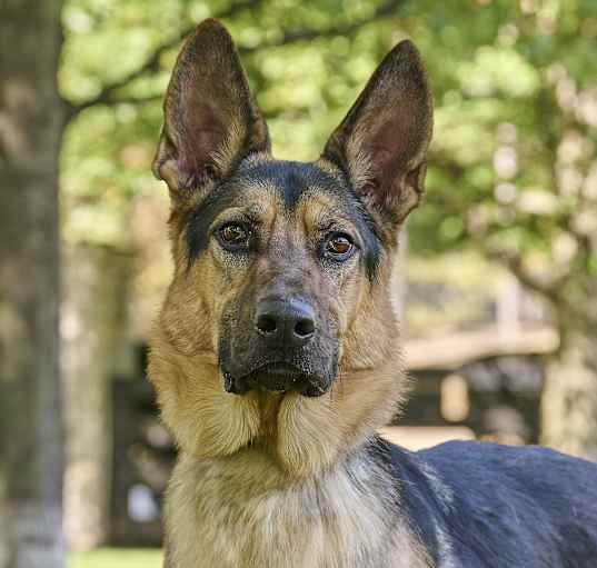 Photo of Diesel