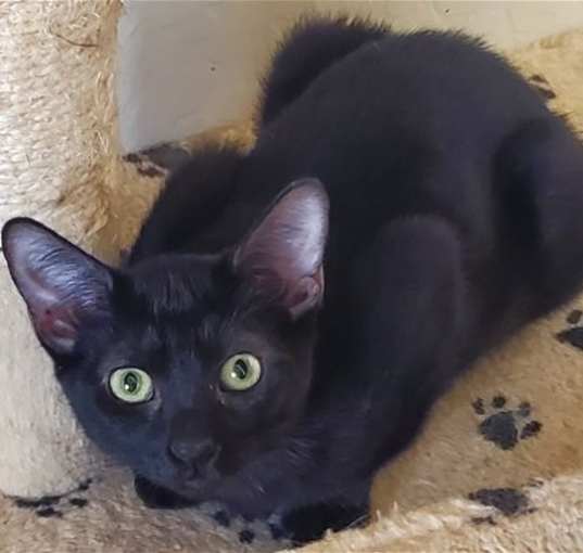 Photo of Midnight