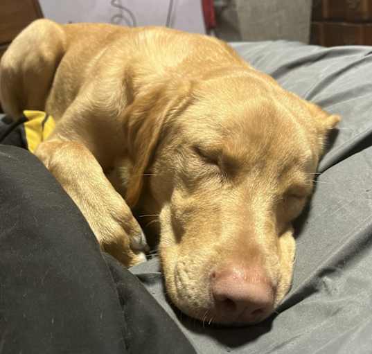 Photo of Layla