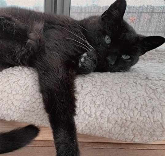 Photo of Keanu [Permanent Foster]