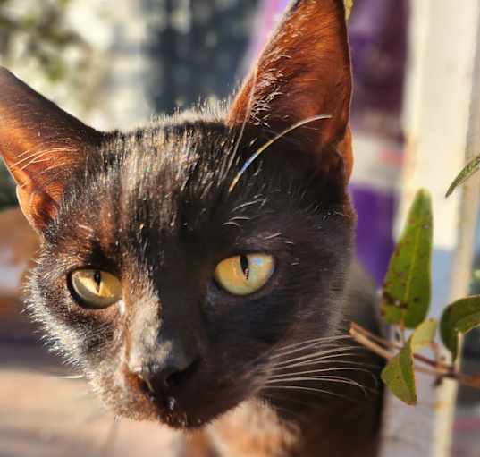 Photo of Barn cats