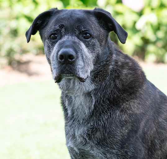 Photo of Kodiak