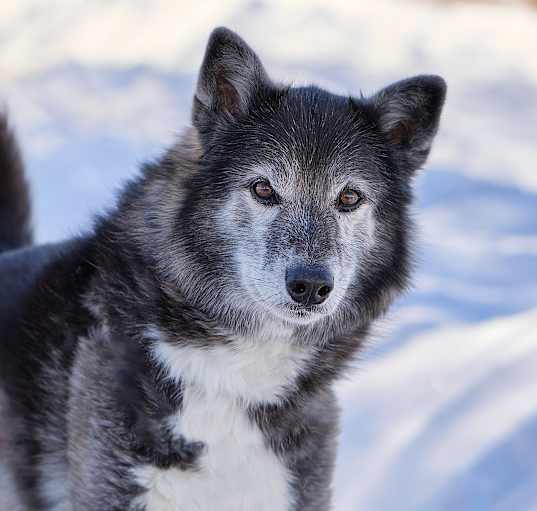 Photo of Luna