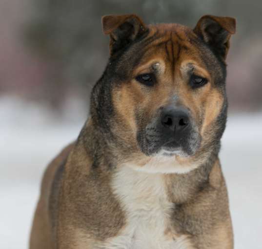 Photo of Mackey