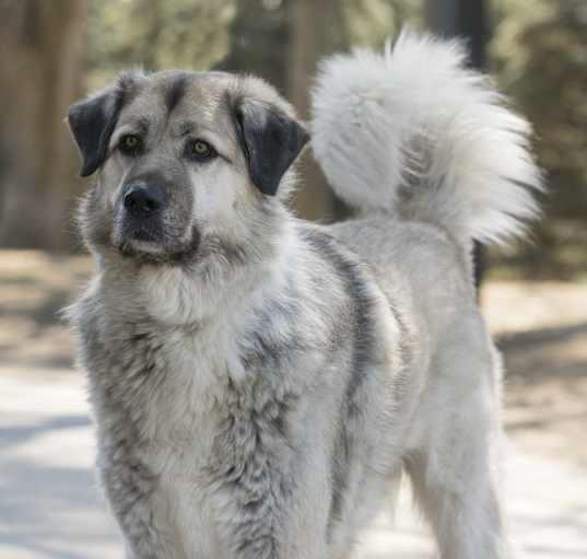 Photo of Sirius