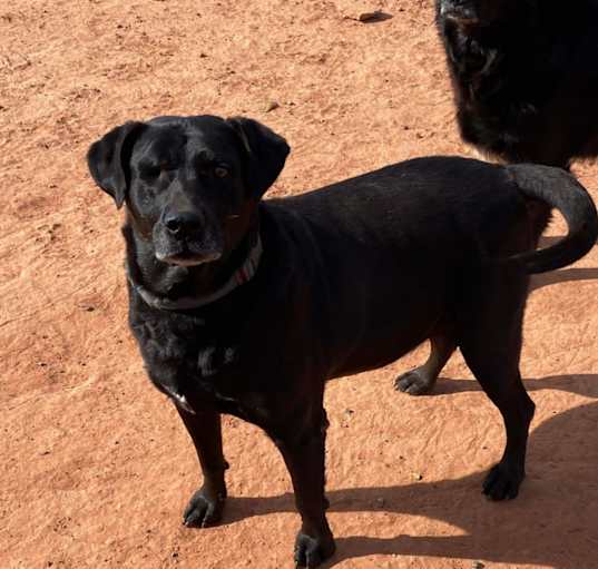 Photo of Sarge