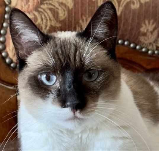 Photo of Farah