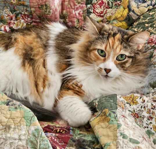 Photo of Ivy