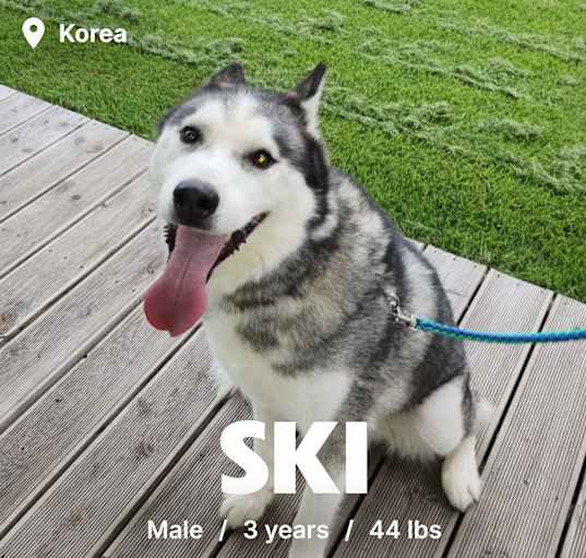 Photo of Ski