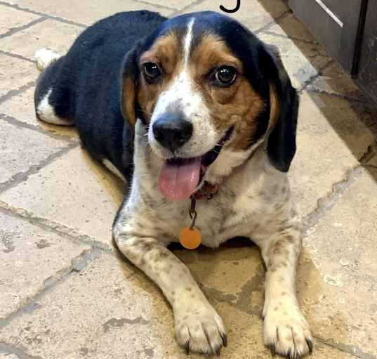Photo of Buddy - OK
