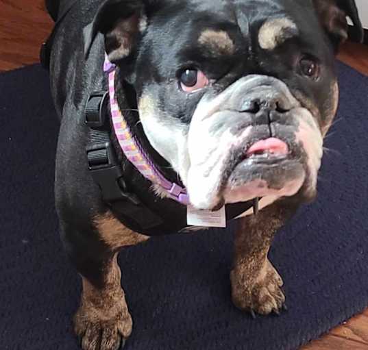 Photo of Sofi