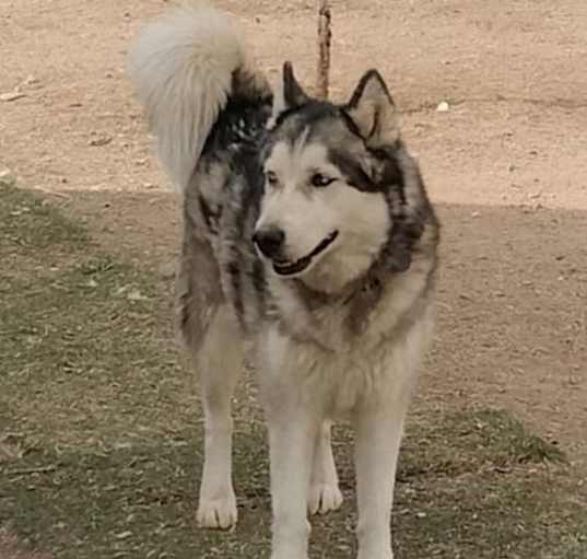 Photo of Ralph