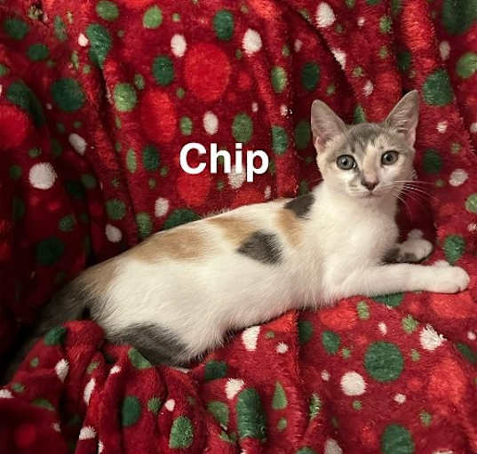 Photo of Chip