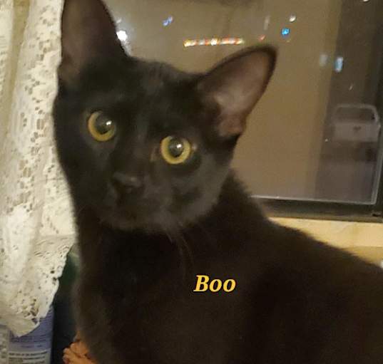 Photo of Boo!