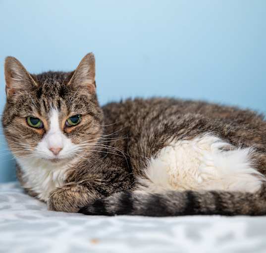 Photo of Mighty Cat