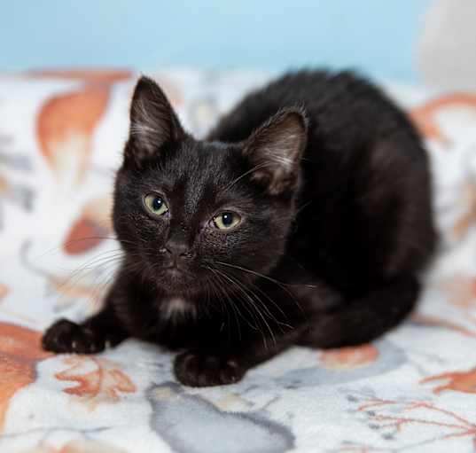 Photo of Tuna