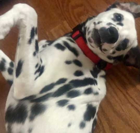 Photo of Pongo