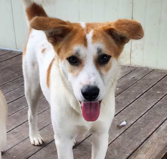 Photo of Cookie