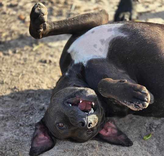 Photo of Goose