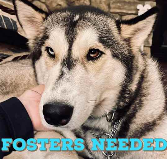 Photo of Foster Homes Needed