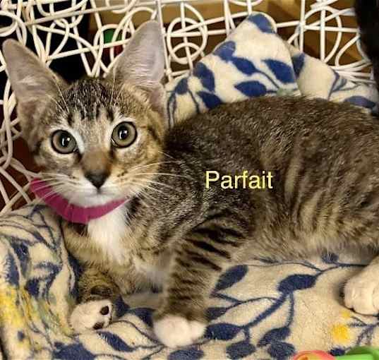 Photo of Parfait